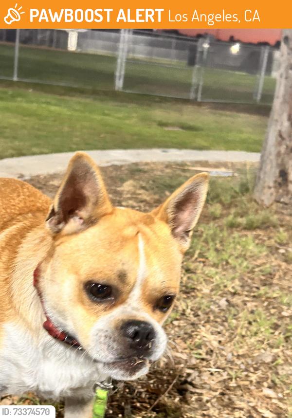 Found/Stray Male Dog last seen Bethune park, Los Angeles, CA 90011