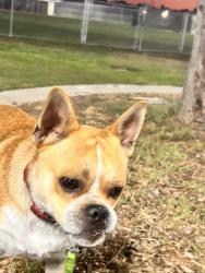 Found/Stray Male Dog last seen Bethune park, Los Angeles, CA 90011