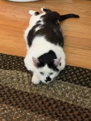 Reunited Male Cat last seen Washington St & Franklin St, Alexandria, VA 22314