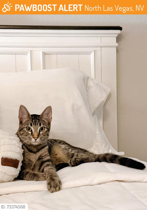 Found/Stray Female Cat last seen Craig Road & Craig Ranch View Court, North Las Vegas, NV 89032