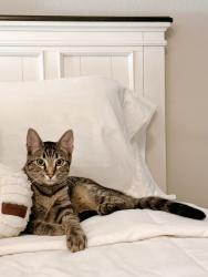 Found/Stray Female Cat last seen Craig Road & Craig Ranch View Court, North Las Vegas, NV 89032