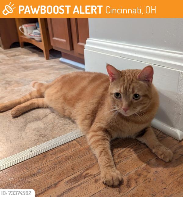 Found/Stray Male Cat last seen Chambers and Knowlton, Cincinnati, OH 45223