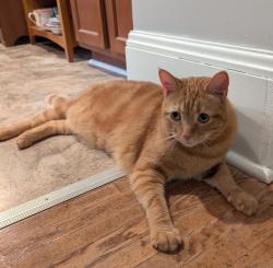 Found/Stray Male Cat last seen Chambers and Knowlton, Cincinnati, OH 45223