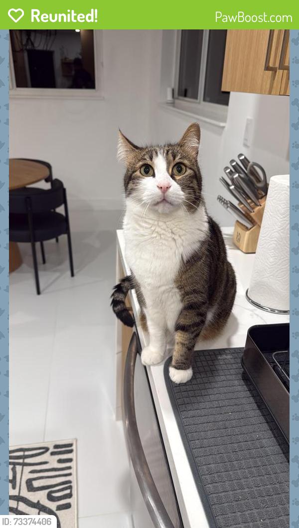 Reunited Male Cat last seen SW 87th ave, Miami, FL 33165