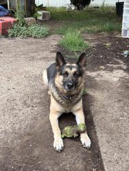 Reunited Male Dog last seen Near SE Bush St, Portland, OR 97206, USA, Portland, OR 97206