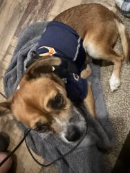 Reunited Male Dog last seen Virginia and 39th st, Fort Pierce, FL 34947