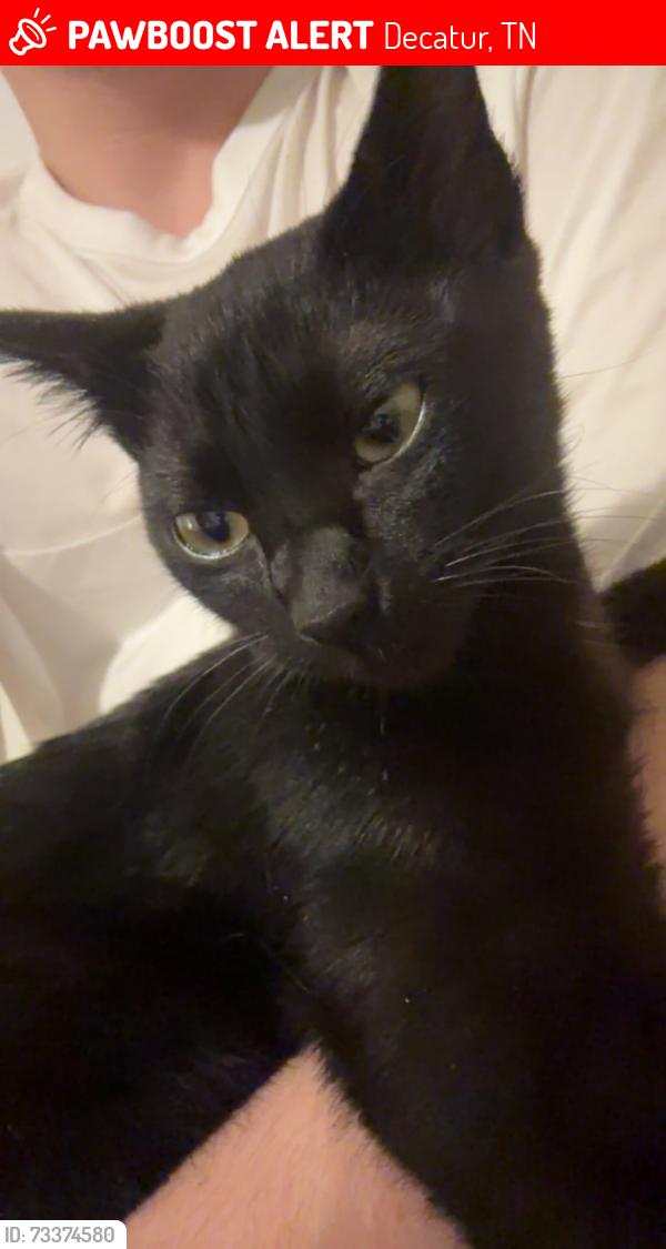 Lost Male Cat last seen Four corners market, Decatur, TN 37322