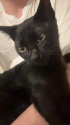 Lost Male Cat last seen Four corners market, Decatur, TN 37322
