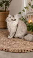 Lost Female Cat last seen Highland & Jackson, Waukegan, IL 60085