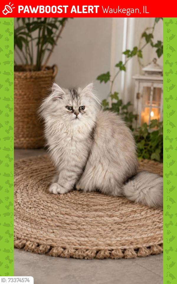 Lost Female Cat last seen Highland & Jackson, Waukegan, IL 60085
