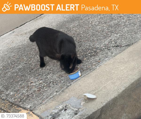 Found/Stray Unknown Cat last seen Family Dollar Entrance. Right side of the entrance where the disabled parking lot sign is., Pasadena, TX 77502