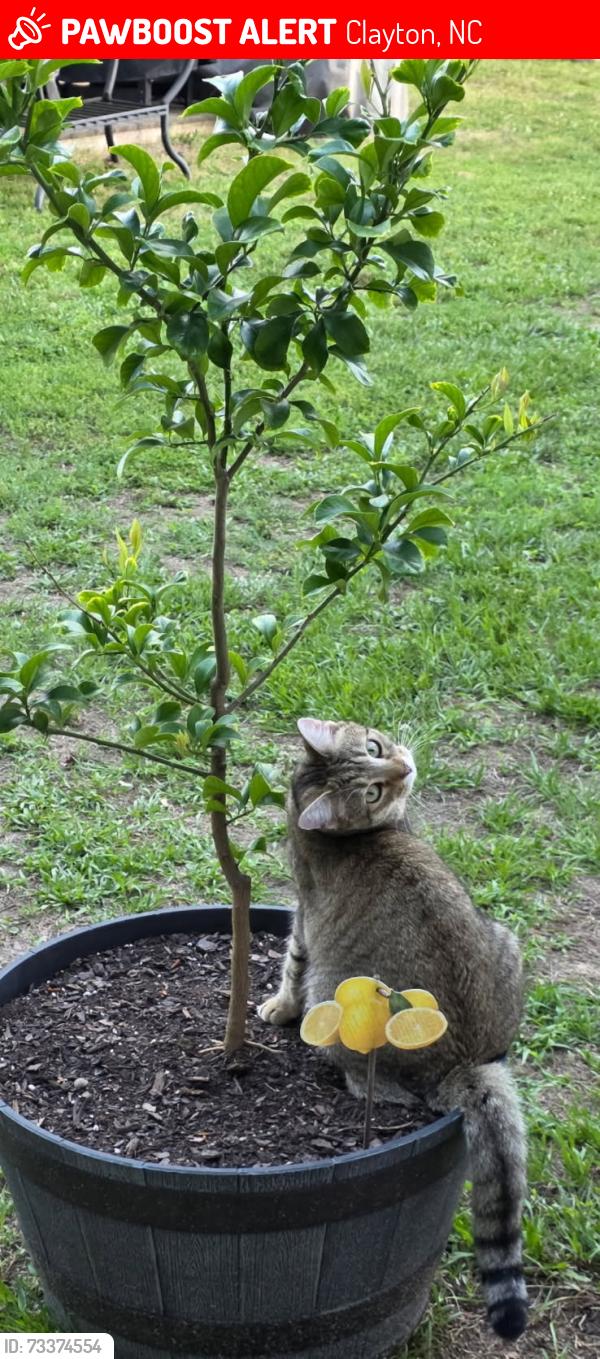 Lost Female Cat last seen Amelia Church rd area in Clayton, NC, Clayton, NC 27520