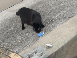 Found/Stray Unknown Cat last seen Family Dollar Entrance. Right side of the entrance where the disabled parking lot sign is., Pasadena, TX 77502