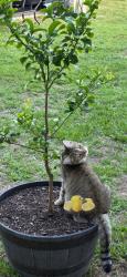 Lost Female Cat last seen Amelia Church rd area in Clayton, NC, Clayton, NC 27520