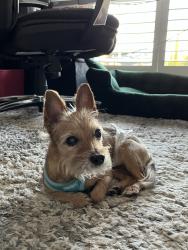 Lost Male Dog last seen SW 207th Terrace and SW 54th Place, Fort Lauderdale, FL 33332