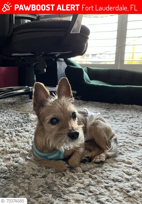 Lost Male Dog last seen SW 207th Terrace and SW 54th Place, Fort Lauderdale, FL 33332