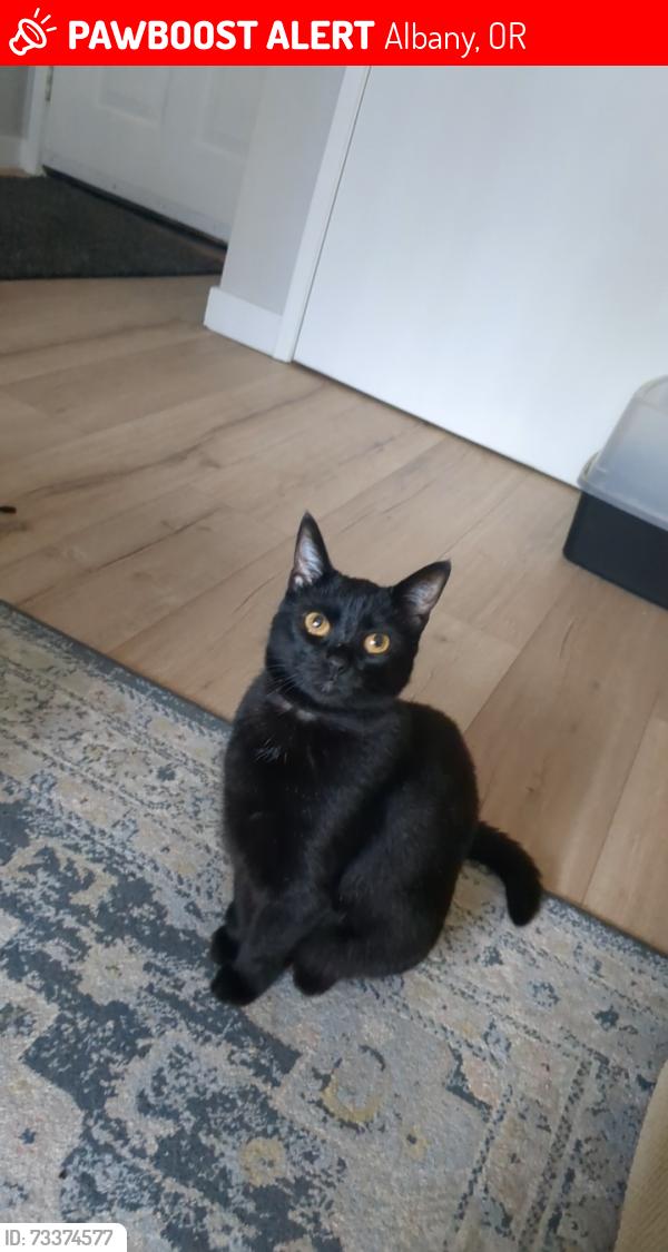 Lost Female Cat last seen Sherman Oak apmts, Albany, OR 97322