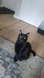 Lost Female Cat last seen Sherman Oak apmts, Albany, OR 97322