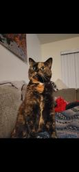 Lost Female Cat last seen West Pleasant St apmts behind Tops, Manlius, NY 13104