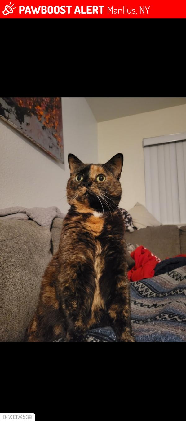 Lost Female Cat last seen West Pleasant St apmts behind Tops, Manlius, NY 13104