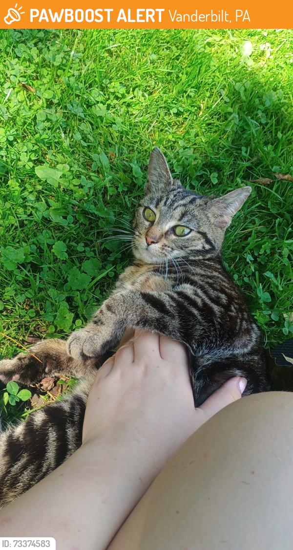 Found/Stray Female Cat last seen Near middle street, Vanderbilt, PA 15486