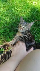 Found/Stray Female Cat last seen Near middle street, Vanderbilt, PA 15486