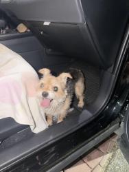 Reunited Male Dog last seen walking on street, Fontana, CA 92376