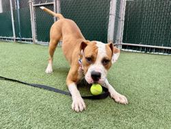 Shelter Stray Male Dog last seen NEW YORK, NY, 10029, 326 E 110th St, New York, NY 10029, USA