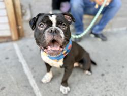 Shelter Stray Male Dog last seen Central Park Conservancy, NEW YORK, NY, 10022, 326 E 110th St, New York, NY 10029, USA