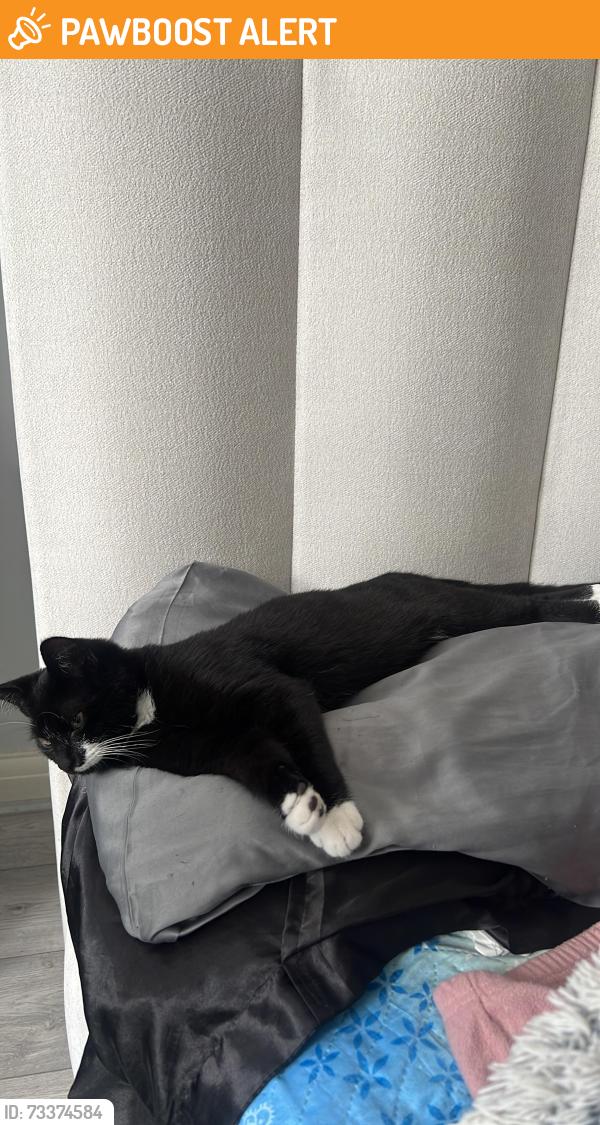 Found/Stray Unknown Cat last seen dennis avenue, HA98AZ, Greater London, England HA9 8AZ