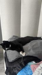 Found/Stray Unknown Cat last seen dennis avenue, HA98AZ, Greater London, England HA9 8AZ