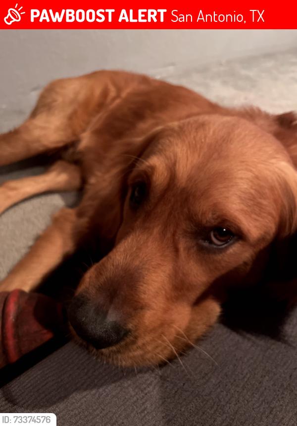 Lost Male Dog last seen Cal de Sac of Seafarer Dr or Miller Pond, San Antonio, TX 78242