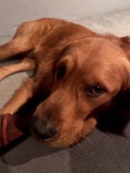 Lost Male Dog last seen Cal de Sac of Seafarer Dr or Miller Pond, San Antonio, TX 78242