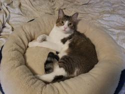 Lost Female Cat last seen Gershwin ln and Gershwin Ave, Oakdale, MN 55128