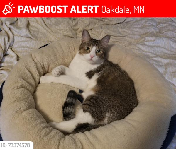 Lost Female Cat last seen Gershwin ln and Gershwin Ave, Oakdale, MN 55128