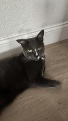 Reunited Male Cat last seen Near E Woodbine Rd, Orange, CA 92867, USA, Orange, CA 92867