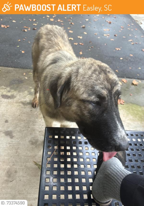 Found/Stray Unknown Dog last seen Nalley brown nature park, Easley, SC 29642