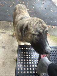 Found/Stray Unknown Dog last seen Nalley brown nature park, Easley, SC 29642