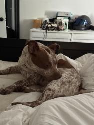 Found/Stray Female Dog last seen Near the gas station on 34th near round a bout, Tampa, FL 33610