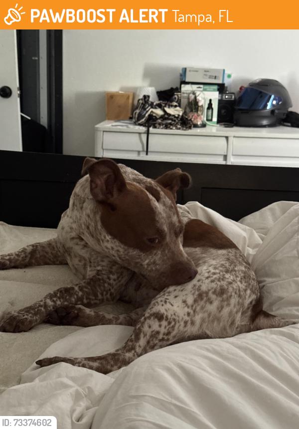 Found/Stray Female Dog last seen Near the gas station on 34th near round a bout, Tampa, FL 33610