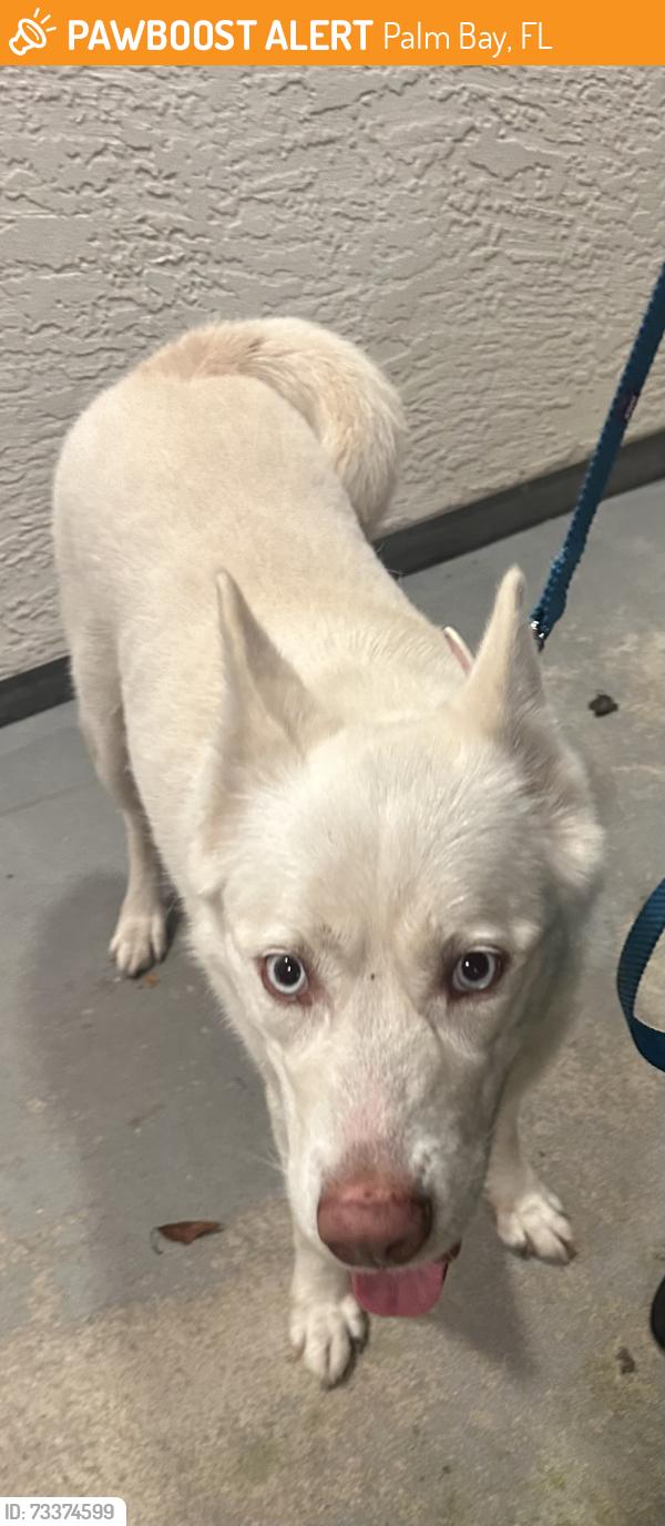 Found/Stray Female Dog last seen Sanfilippo, Palm Bay, FL 32909