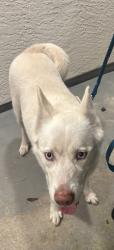 Found/Stray Female Dog last seen Sanfilippo, Palm Bay, FL 32909