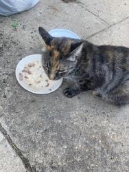 Found/Stray Unknown Cat last seen Church street or cherry st, Clifton Heights, PA 19018
