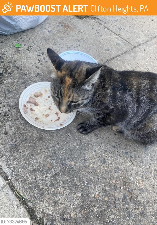 Found/Stray Unknown Cat last seen Church street or cherry st, Clifton Heights, PA 19018
