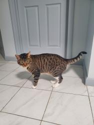 Lost Male Cat last seen Pitt st, Worcester, MA 01610