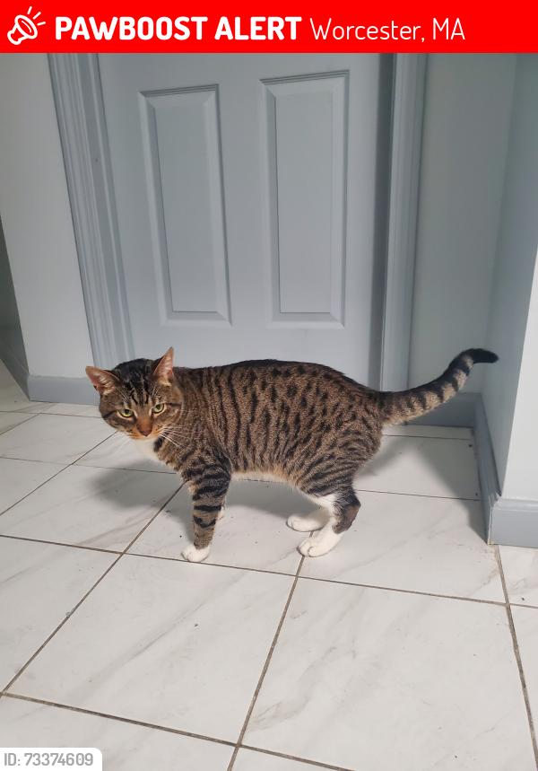 Lost Male Cat last seen Pitt st, Worcester, MA 01610