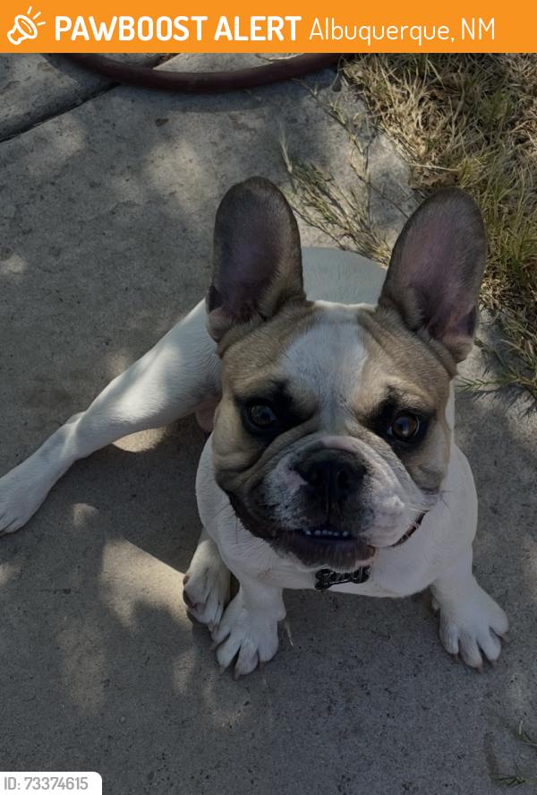 Found/Stray Male Dog last seen Griegos and 2nd at, Albuquerque, NM 87107
