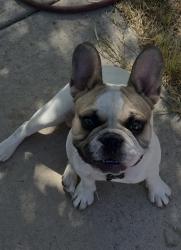 Found/Stray Male Dog last seen Griegos and 2nd at, Albuquerque, NM 87107