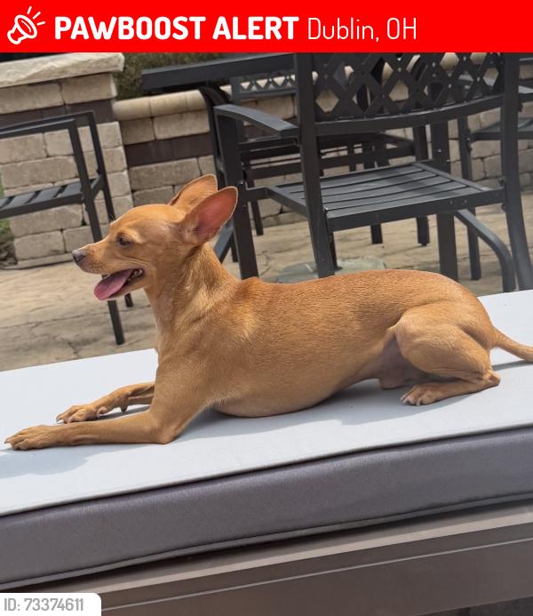 Lost Male Dog last seen Locust Hill Lane & Dublin Rd., Dublin, OH 43017