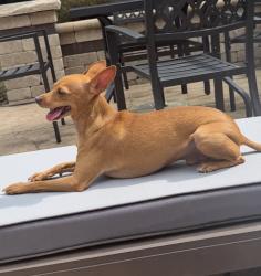 Lost Male Dog last seen Locust Hill Lane & Dublin Rd., Dublin, OH 43017